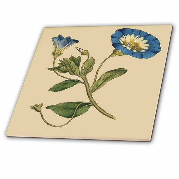 3dRose, Print of Bindweed Plant From 1700s, 6 Inch Ceramic Tile