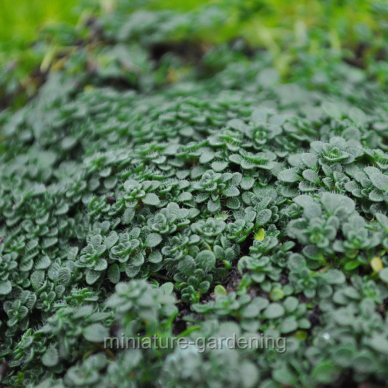 Thymus serpyllum, Elfin, Thyme