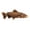 Copper Plated, variant on Tiger Trout Pin, FC022, Copper Plated 2”, Hybrid Fish, Realistic Fishing Lapel Pin, Hat, Brooch, Jewelry, Gift, 100% Handmade in the USA, 200 Fish Designs Available