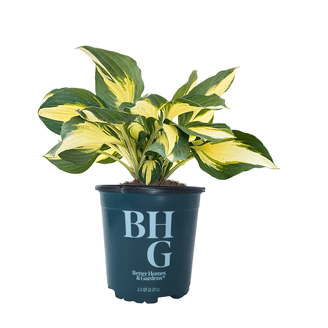 Better Homes and Gardens Outdoor Live Plant Asiatic Lily Tiny Ink