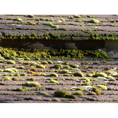 Canvas Print Asphalt Covered Shingles Roof Noture Moss Humid Stretched Canvas 10 x (Best Way To Clean Moss Off Roof Shingles)