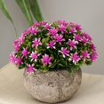 thumbnail image 2 of Plástico artificial Gypsophila Flor Planta en Púrpura Gloria Flor en maceta de Gypsophila falsa, 2 of 9