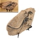 thumbnail image 5 of Figura Fósil De Esqueleto De Dinosaurio, Modelo Fósil De Dinosaurio Decorativo De Mano De Obra Fina, Alta Simulación Para Oficina De Estudio, 5 of 7