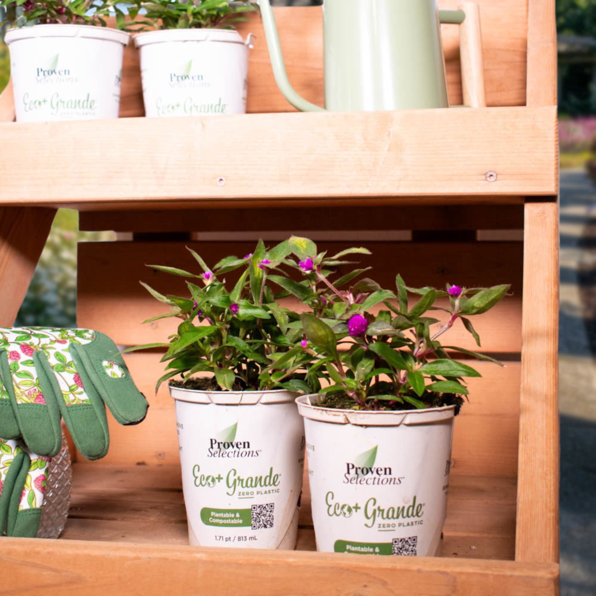 Proven Winners 4" Purple Lil' Forest Plum Bachelor Button Live Plant in 4.25" Pot (4 Count)