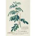 thumbnail image 2 of Georg Dionysius Ehret 14x18 Gold Ornate Wood Frame and Double Matted Museum Art Print Titled - Indigofera II (1750-1773), 2 of 4