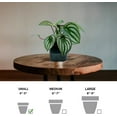 thumbnail image 5 of Live Peperomia Watermelon, Peperomia Argyreia, Fully Rooted Houseplant, Housewarming Couples Gift for The First Home, Grandma Birthday Gift, Office Gift in 4" Pot, 5 of 5