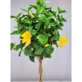 thumbnail image 5 of Tropical Plants of Florida 38" to 44" Braided Yellow Hibiscus Tree; Full Sunlight, Growers Pot, 5 of 5