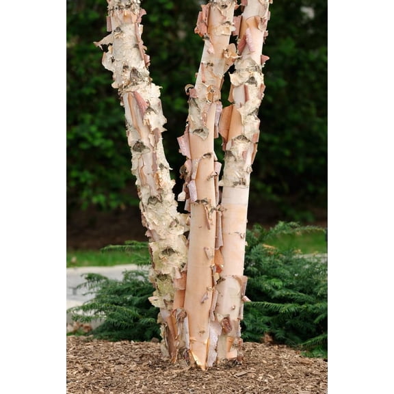 3 River Birch Trees for Planting | Live Tree Seedlings - No Ship to California