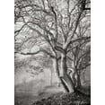 thumbnail image 2 of Vitaly Geyman 24x32 Gallery Wrapped Canvas Wall Art Titled - Tree in the Mist VI BandW, 2 of 4