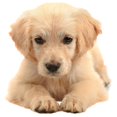 thumbnail image 2 of CafePress - Golden Retriever Long Sleeve Infant T Shirt - Long Sleeve Infant T-Shirt, 2 of 2