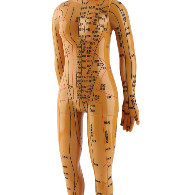 Modelo De Acupuntura Corporal, Modelo De Acupuntura De Cuerpo Humano Inodoro De Amplia Aplicación, Artesanía De Letras útiles Para Modelo De Masaje