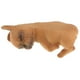 thumbnail image 4 of Dormir Francés Perros Animales Mascota, 4 of 8