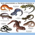 thumbnail image 3 of CafePress - Salamanders Of North America Light T Shirt - Men's Classic Graphic T-Shirt, 3 of 4