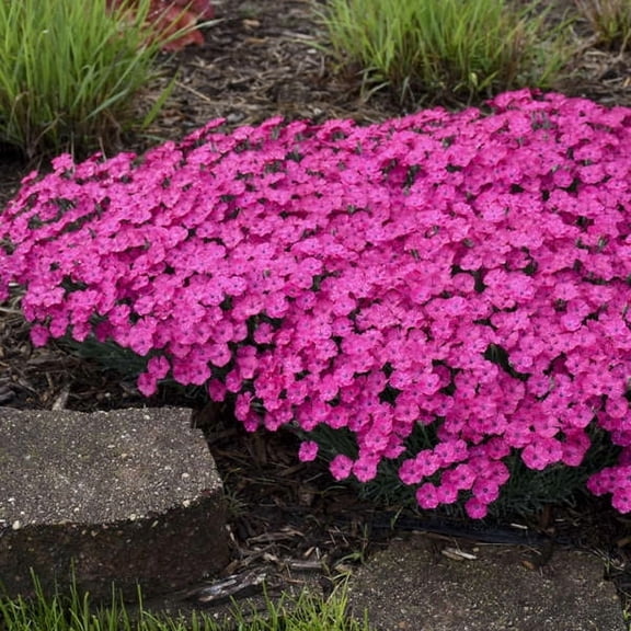 Paint the Town Magenta Dianthus - #1 Container