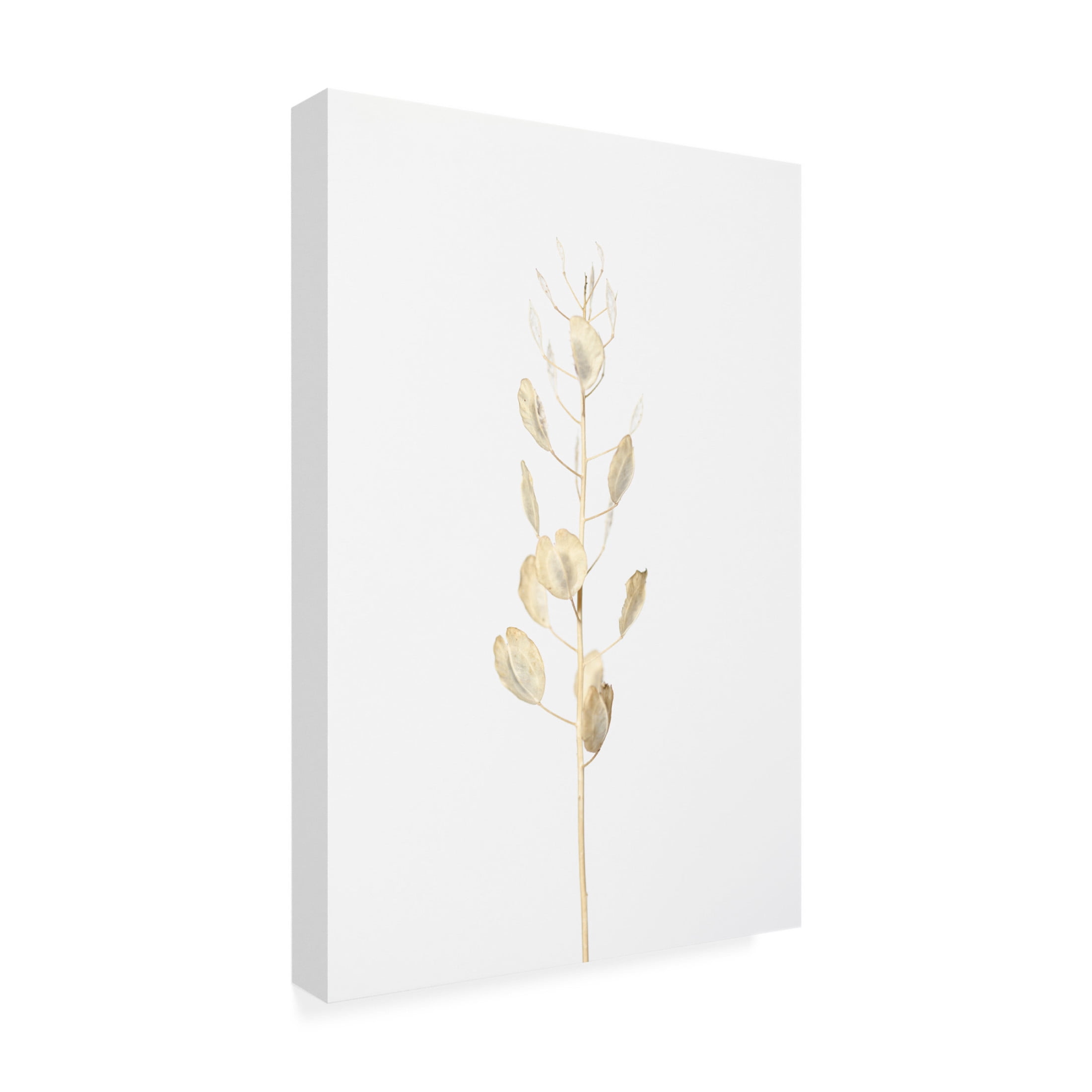 Trademark Fine Art Pictufy Studio Solitary Dried Plant Light Grey Canvas Wall Art