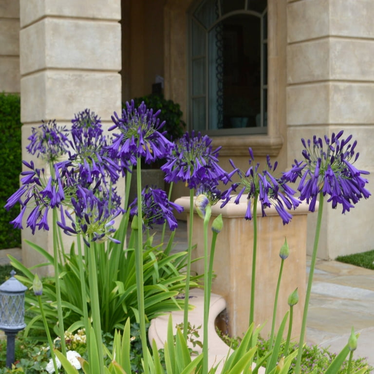 National Plant Network 1 gal Agapanthus Live Perennial Plant