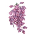 thumbnail image 3 of Komodo Hanging Zebrina Climbing Plant, Reptile Terrarium Habitat Decor, 16 inches, 3 of 4