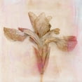 thumbnail image 2 of Stalus, Judy 20x20 White Modern Wood Framed Museum Art Print Titled - Remembered Flowers I, 2 of 4