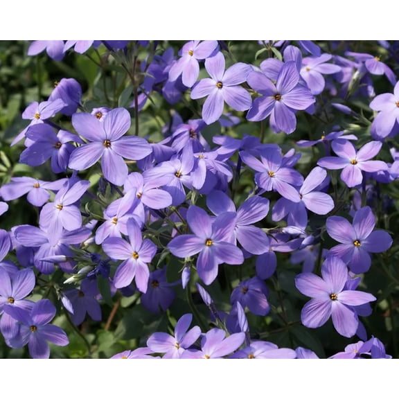 50 Sherwood Purple Phlox Seeds