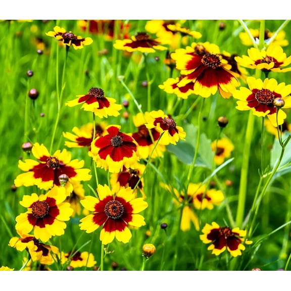 1000 PLAINS COREOPSIS (Golden Tickseed) Coreopsis Tinctoria Flower Seeds