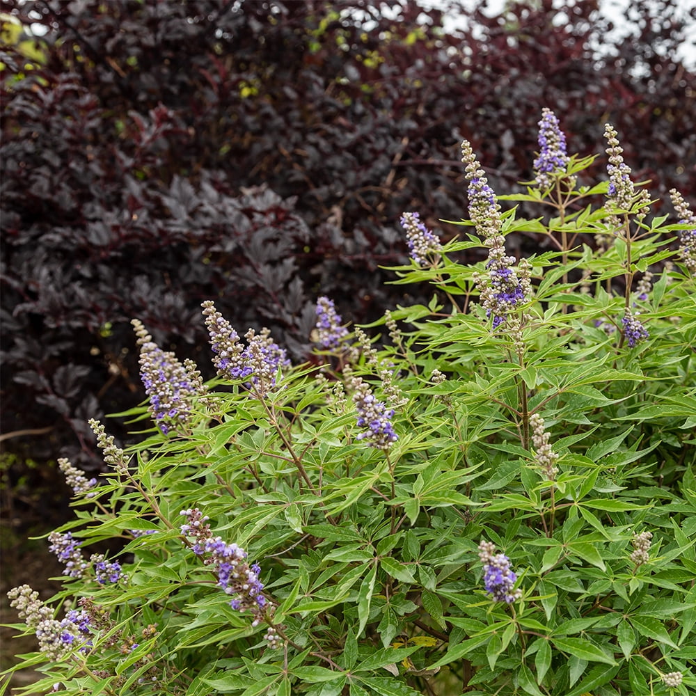 First Editions Vitex Violet Mist Live Shrub in 2-Gallon Grower Pot