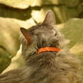 thumbnail image 4 of elasta cat reflective safety stretch collar, 4 of 6