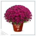 thumbnail image 4 of Live Hardy Chrysanthemum in Happy Fall Deco - Purple - Colorful Fall Mums - 15" Tall by 12" Wide in 3 Qt Deco Pot, 4 of 6