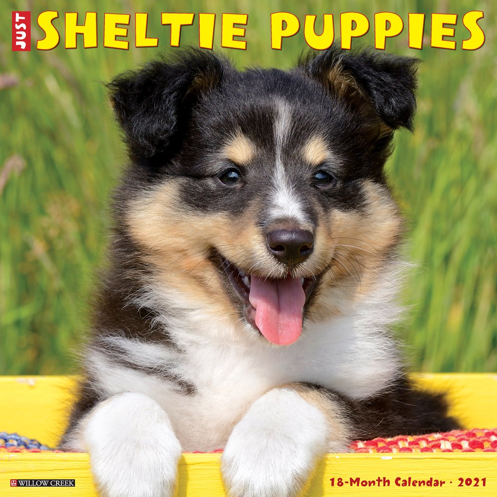 willow-creek-press-2021-just-sheltie-puppies-wall-calendar-walmart