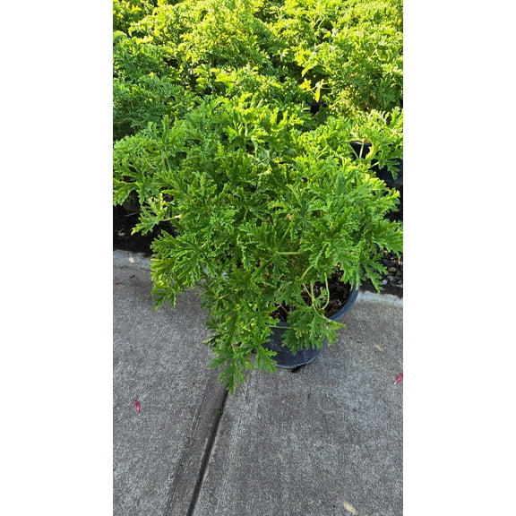 Citronella Mosquito Plant on 5 gallon pot - Get similar