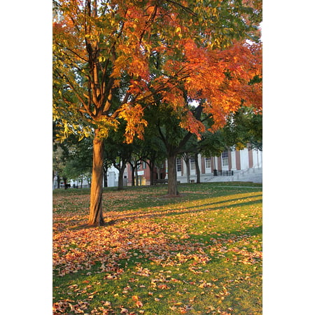 LAMINATED POSTER Autumn Foliage Leaves Fall New England Landscape Poster Print 24 x (New England Fall Leaves Best Time)