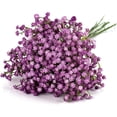 thumbnail image 1 of HAHDAXIA 10pcs Baby Breath Flowers Purple, 1 of 7
