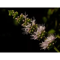 1000 Spearmint Seeds - Mentha spicata - Non-GMO Medicinal Herb and Tea