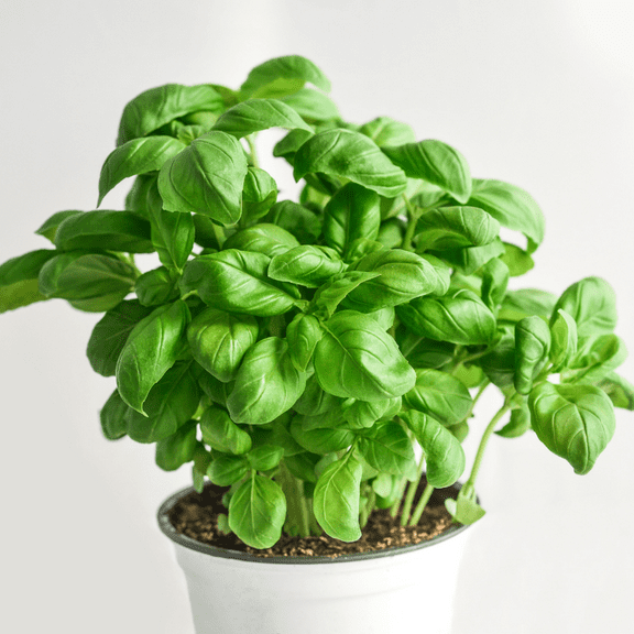 Basil Live Plant, 8-10 Inch Tall in 4 Inch Pot, Fresh Herb for Cooking and Gardening