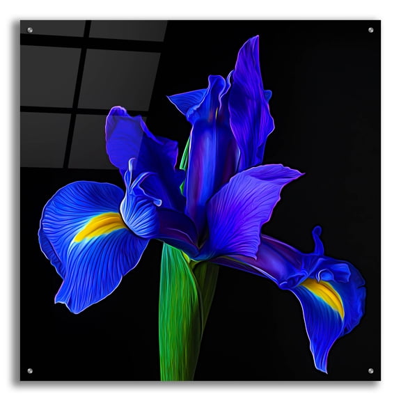 Epic Art 'Blue Iris' by Pamela Plummer, Acrylic Glass Wall Art, 36"x36"
