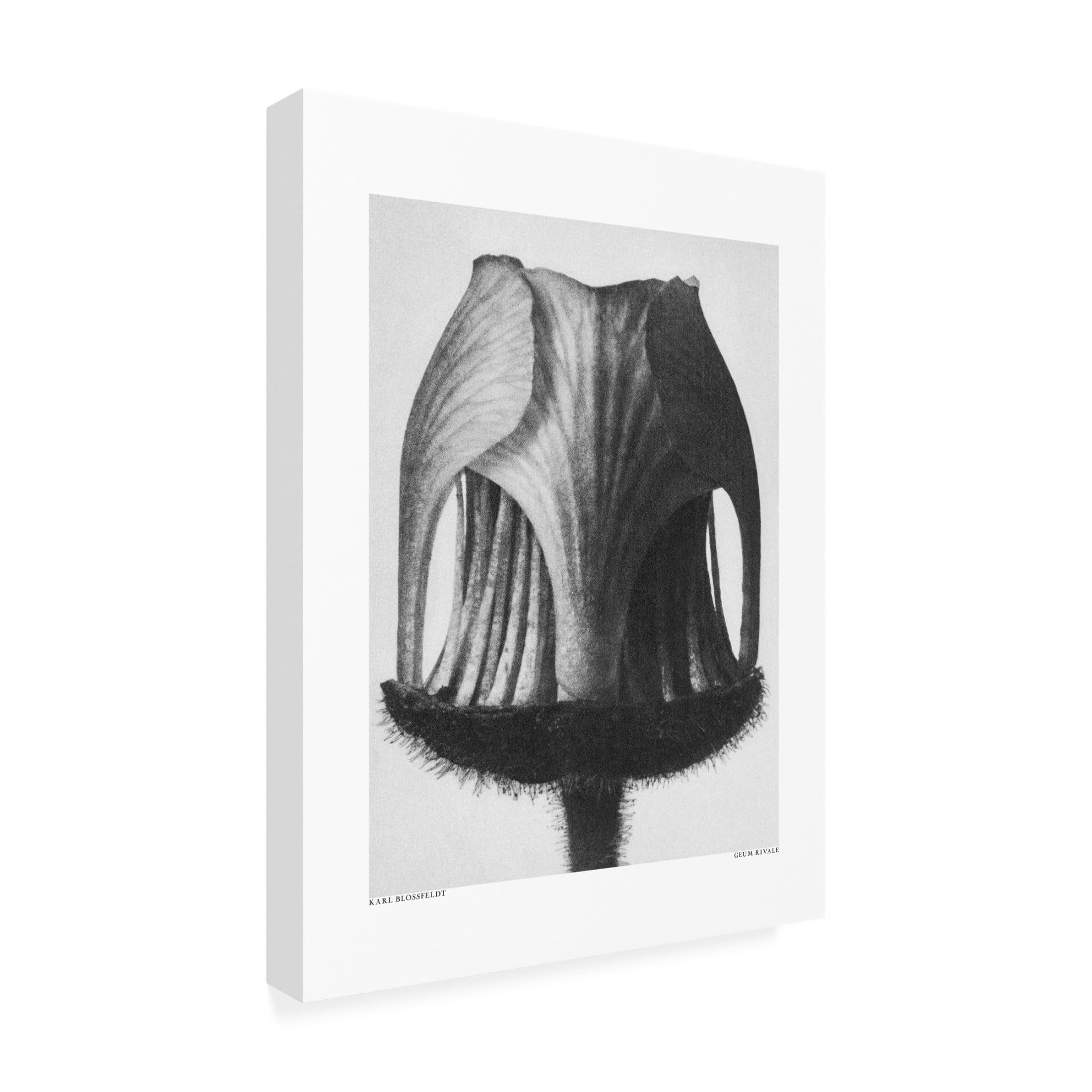 Trademark Fine Art Pictufy  Geum Rivale Canvas Wall Art