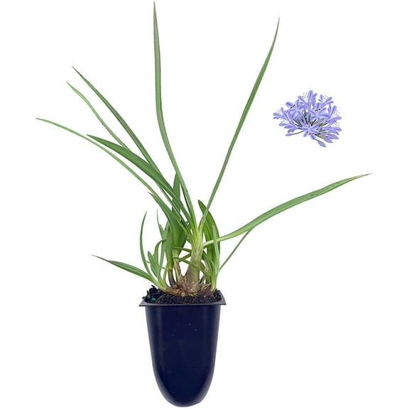 Dwarf Lily of The Nile - Agapanthus Peter Pan - 10 Live Plants - Evergreen Perennial