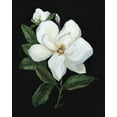 thumbnail image 2 of Swatland, Sally 15x18 White Modern Wood Framed Museum Art Print Titled - Midnight Magnolia, 2 of 4