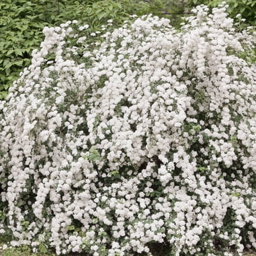 Direct Gardening Snowmound Spirea Deciduous Flowering Shrub, grown in a 3 Gallon Pot