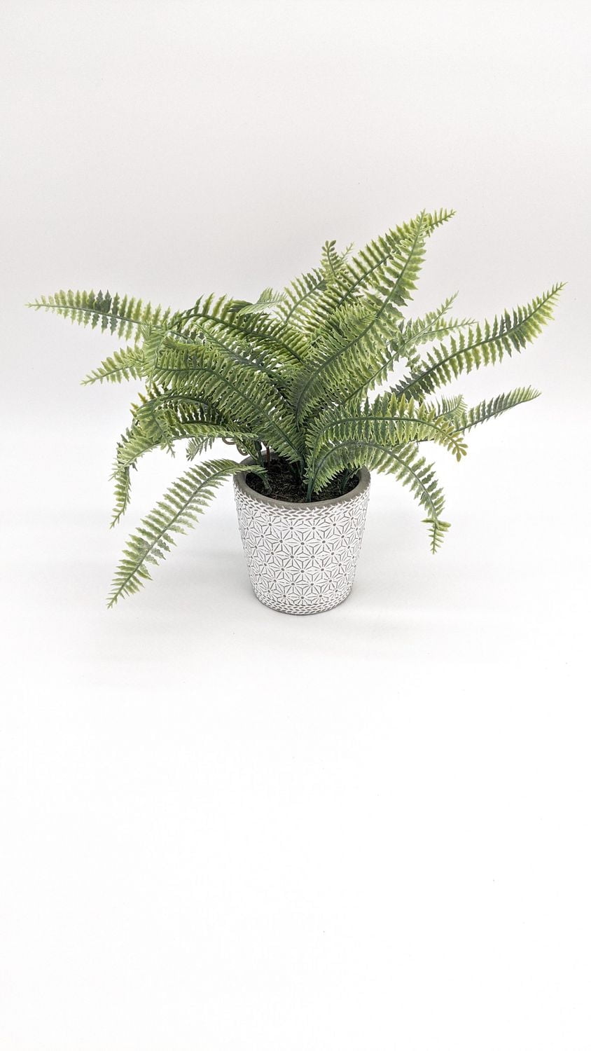 Way to celebrate LEATHER FERN POTTED, 9"