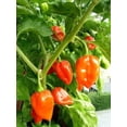 thumbnail image 3 of Habanero Pepper Plant - Non-GMO - Two (2) Live Plants - Not Seeds - Each 3" to 7" Tall - In 3.5 Inch Pots - Capsicum chinense - Includes Clovers Garden Copyrighted Plant Care Guide, 3 of 6
