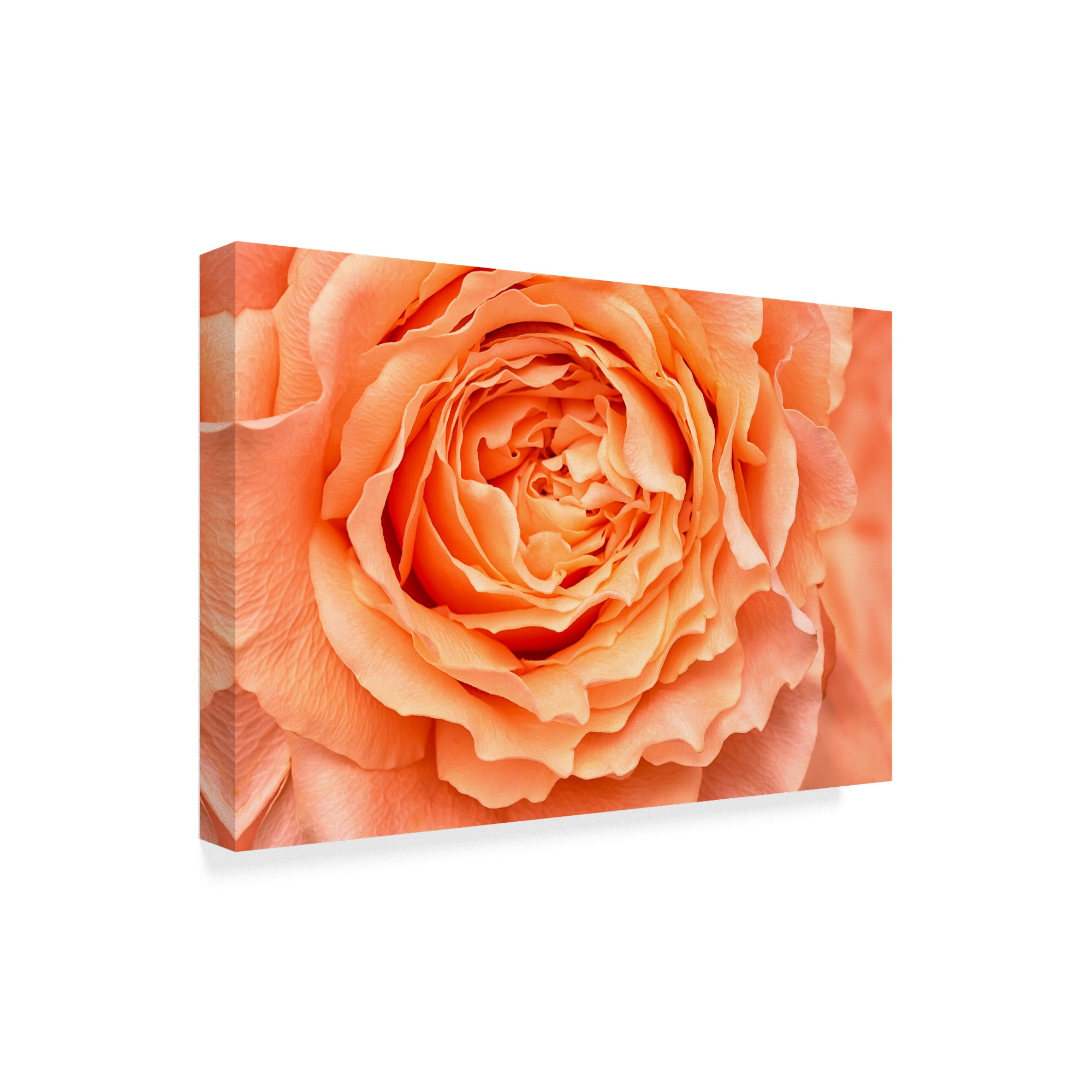 Trademark Fine Art 'Orange Rose Close Up' Canvas Art by Cora Niele