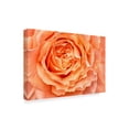thumbnail image 2 of Trademark Fine Art 'Orange Rose Close Up' Canvas Art by Cora Niele, 2 of 3