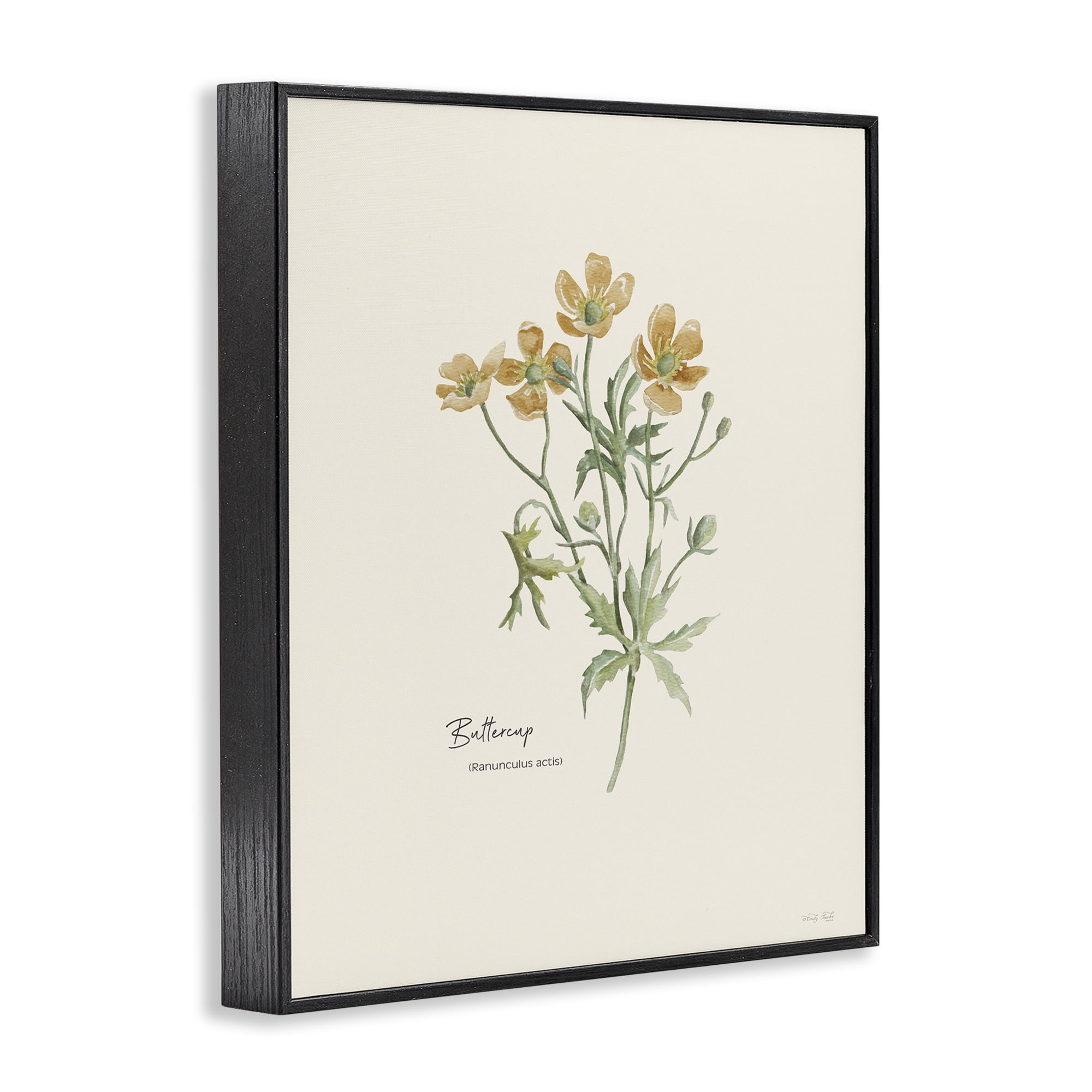 Stupell Industries Simple Buttercup Flowers Botanical & Floral Painting Black Framed Art Print Wall Art, 11 x 14