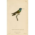 thumbnail image 2 of Art Licensing Studio 10x14 White Modern Wood Framed Museum Art Print Titled - Oiseau-Mouche Arsenne, 2 of 4