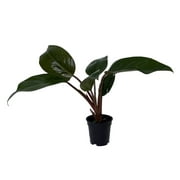 12+ Rare House Plant