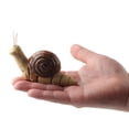 thumbnail image 3 of Milaget Motohomeau Remote Control Mock Fake Snail RC Toy Prank Insect Joke Scary Trick Snail Khaki, 3 of 9