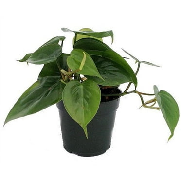Hirt's Gardens Heart Leaf Philodendron - Easiest House Plant to Grow - 4" Pot