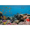 thumbnail image 2 of ABPHQTO 150x220cm Ocean World Blue Sea Colorful Fish Fondo Niño Telón de fondo para fotografía, 2 of 2