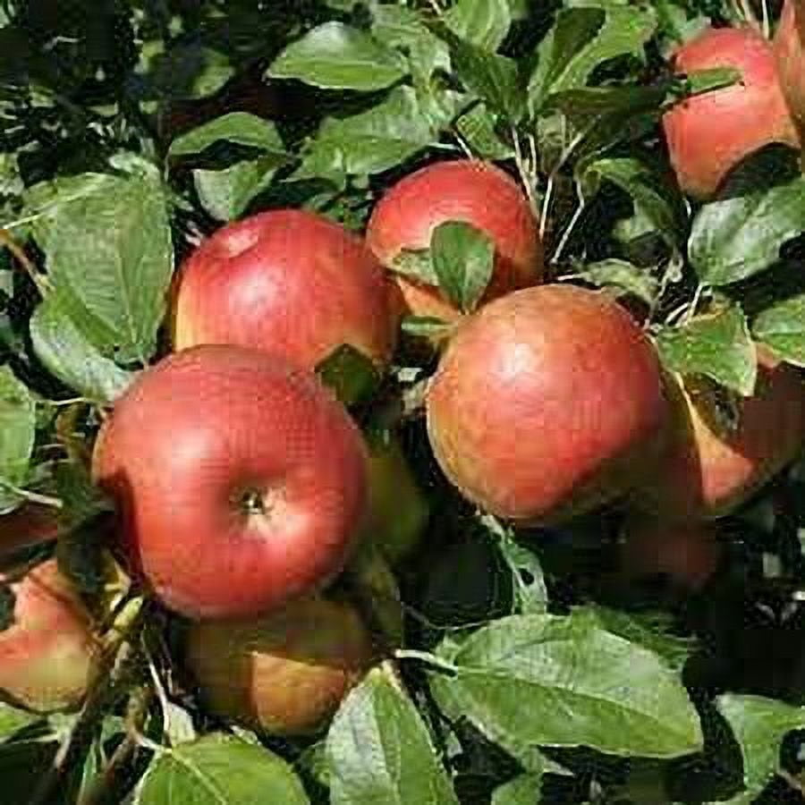 Fresh Organic Honeycrisp Apples - Sweet and Tart Flavor, Each