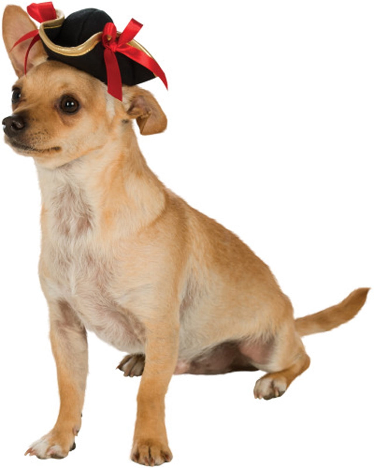 pirate hat dog